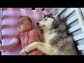 Scared Baby Refuses To Sleep In Her BIG Bed Without Her Husky!!😭. [CUTEST VIDEO EVER!!]