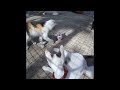 Try Not To Laugh Dogs And Cats 🐶 Funny Animal Moments 😸😂