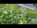 The Lettuce Bolted!Now what?I know, Grab ✂, a sack & Seeds Let's Harvest  it for Breakfast SMOOTHIE!