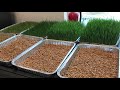 Growing Sprouts for Chickens (Progress)