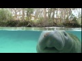 Florida Travel: How to Swim With Manatees in Crystal River