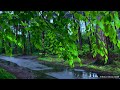 Listen to the RAIN in FOREST 🍃 RELAX and SLEEP || Rain Sounds for Sleeping #020 #rain