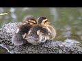 First Ducklings Of The Season