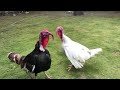 Turkey birds fighting #viral #turkeyfight