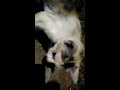 Feeding stray kitten in front of a mosque