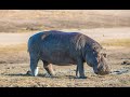 the secrets of earth: hippopotamus sound