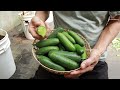 Fruitful - Surprise with cucumbers grown in paint buckets