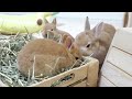 Growth record of baby rabbits