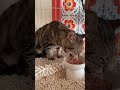 シャーシャー怒る元ボス猫の今