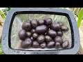 Planting & Growing Purple Potatoes - A Complete Potato Growing Guide