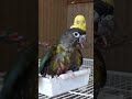 My lovely three: Dajungi, Minami and KkoKko, the parrots in a slow day. 나의 동거인들