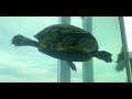 Red Ear Turtle  swimming