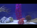 Octopus and Cuttlefish Play Hide and Seek