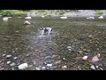 Australian Shepherd full of glee in the water