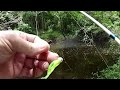 Chain Pickerel crushes my Beetle Spin!