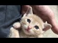 When my kitten finds his dad, he sits on his dad's lap.