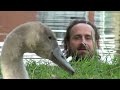 Duckling thinks Baby Swan is her Mom