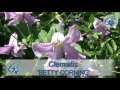 Clematis - how to support them