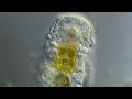 Unidentifed_Rotifer_1