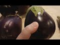 Is your eggplant ripe? How to tell when to harvest or what to look for in the store