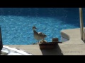 Baby ducks in my pool !!!  First day of life.  An amazing story.
