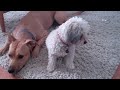 Carpet attacks dog