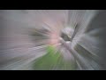 Whoop Paradise | Betafpv Meteor 75 Pro | Watch this video FULL SCREEN!