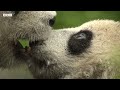 Panda Mother Teaches Cub How to Eat Bamboo | 4KUHD | China: Natures Ancient Kingdom | BBC Earth