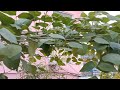 Terrace garden | Avarakai | Rithi samayal arai