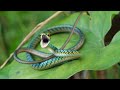 Amazon Rainforest Relaxation - Stunning 4K Footage with Calming Music