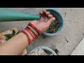 घर की मिर्च से उगाए सैकड़ो मिर्ची के पौधे 🌶️🌶️how to grow chili plant from seed