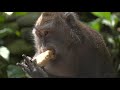 4K HDR Monkey Business - Life of Monkeys - Animal Documentary - Fun & Relaxing Music Video - No Talk