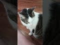 Talkative Cat Wants Pets