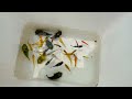Catch Most Beautiful Tiny Ornamental Snails, Sam Fish, Arowana Fish, Arhat Fish, Guppy Fish, Koi