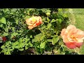 Garden k ek corner ki quick video....🌿🌹🌴🦋🍀🍁🍂🍃🌿🌾