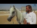 Trailer Loading - How to Fix Anything with Horses presented by Elite Horsemanship