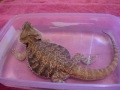 Bearded Dragon Bath Time