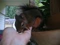 Douglas squirrel mom