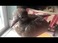 Birdie & her window visitors Day 16 - Eurasian Dove rescue rehabilitation journey PART 17