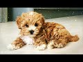 Calm your dog down💖🐶 Sleep music, Separation Anxiety Music, Relaxing Dog Music