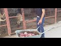 KANGAL DOGS EAT RAW MEAT
