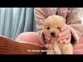 Pick up a stray puppy that has not opened its eyes | before and after
