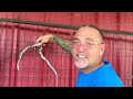 There Is A SNAKE In My Coop!  DIY Chicken Nest Boxes, Cheap & Easy Farm Hack!