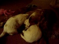Flossie playing with her pups