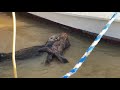 Baby Otter Rolls Down Wooden Dock to Its Mother - 1118915