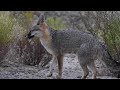 Gray fox and vocalizations