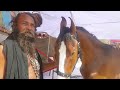 घोड़े घोड़ियाँ खरीदीं  - पार्ट 49 Balotra Horse Market 2024 Tilwada Pashu Mela Horse Sale Price Video