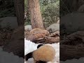 The Cutest and the Most expensive Animal in the World? #animals #panda #bear #china #viral