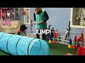 AKC Trick Dog Novice tunnel tutorial