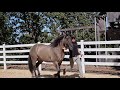 Patron: the owner's turn (Episode 3) When Horses Choose in the USA